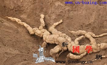 道医教你如何识别真假天花粉_纵剖面-教你-伪品-块根-