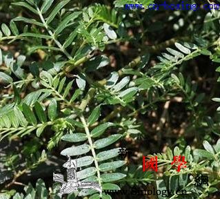 白蒺藜的配伍应用_蒺藜-足厥阴肝经-蔓荆子-桑叶-