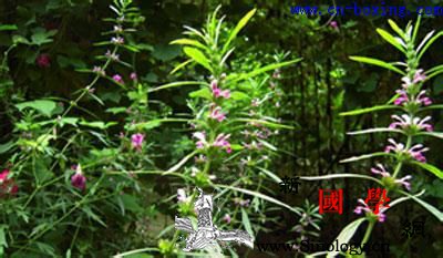 道医教你识别真假益母草_益母草-教你-伪品-同科-