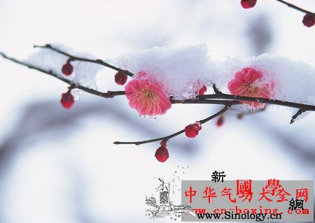 梅花的功效与作用_乌梅-解郁-梅花-胆囊炎-