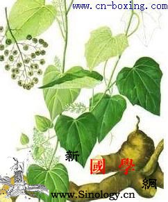 道医教你识别真假青风藤_青风藤-木质部-教你-伪品-