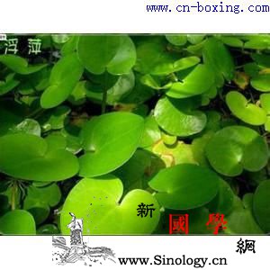 道医教你识别真假浮萍_教你-浮萍-伪品-真假- ()