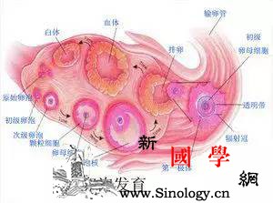 卵泡发育不良是什么原因？卵泡发育不好怎么办？_卵泡-卵子-排卵-卵巢-怀孕准备