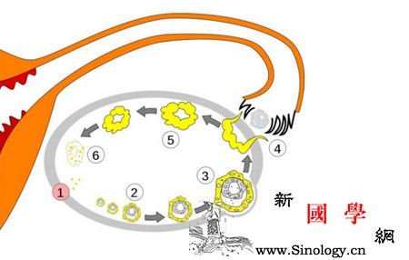 卵泡发育不良怎么治？卵泡发育不良如何调理_卵泡-卵子-雌激素-排卵-孕前检查