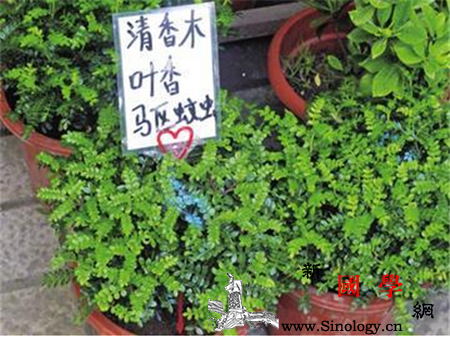 夏季如何预防蚊虫叮咬_叮咬-蚊虫-蚊子-夏季-