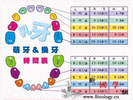 宝宝换牙顺序图收藏好了!_长出-换牙-尖牙-磨牙-