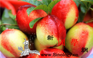 孕妇能吃油桃吗_油桃-桃仁-结疤-所需-