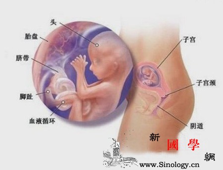 怀孕4个月肚子有多大_股骨-摄入-胎儿-个月-