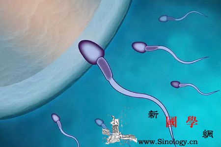 排卵期不容易受孕吗？排卵期备孕哪些事不能做_排卵期-卵子-排卵-同房-怀孕准备