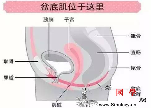 产后的烦恼：打喷嚏内裤湿了是肾不好了吗？_松弛-阴道-肌肉-尿道-