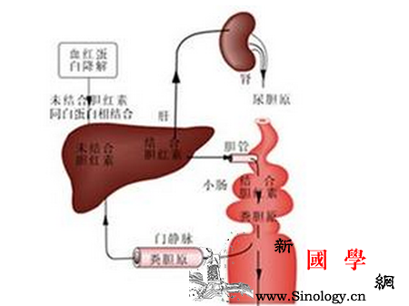 总胆红素_胆红素-胆道-红细胞-黄疸-