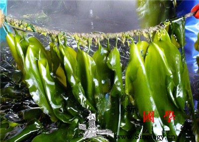 孕妇防辐射吃什么_猪血-紫菜-海带-辐射-