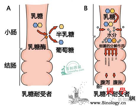 宝宝拉肚子是乳糖不耐受？这是怎么回事？_乳糖-耐受-肠道-腹泻-