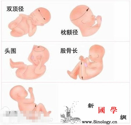 怀孕22周股骨多长正常_肱骨-股骨-胎儿-怀孕-