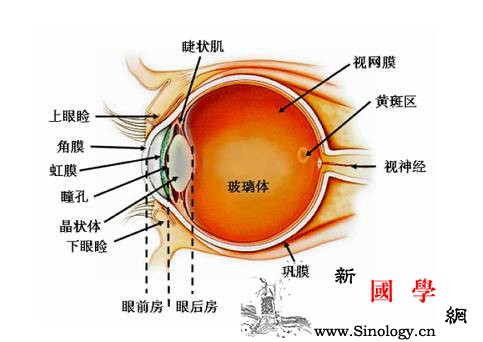给宝宝拍照咔嚓咔嚓响的欢你认识到它存在的_黄斑-闪光灯-视力-孩子-