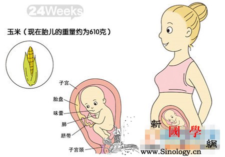 24周胎儿发育标准_足月-胎儿-子宫-怀孕-
