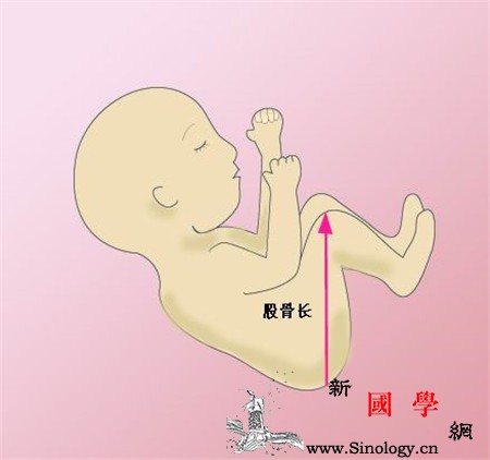 怀孕24周股骨长正常值是多少_肱骨-股骨-正常值-钙质-