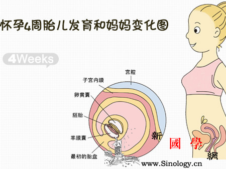 怀孕4周胎儿有多大_胚层-胎盘-胎教-胎儿-