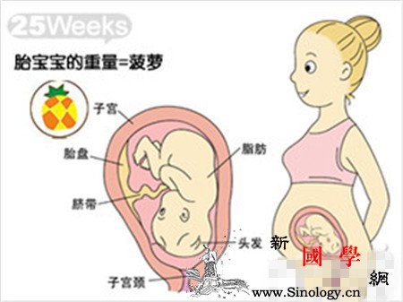 怀孕25周胎儿发育标准_胎儿-孕妇-怀孕-宝宝-