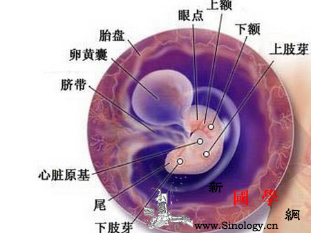 怀孕6周胎儿有多大_胎教-孕期-胎儿-准妈妈-