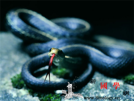 2017属蛇忌讳什么颜色_橘红色-忌讳-黄色-出生-