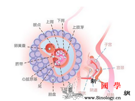 怀孕6周是几个月_胎动-预产期-几个月-推算-