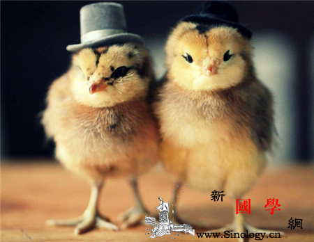 2017属鸡忌讳什么颜色_会有-忌讳-生肖-白色-