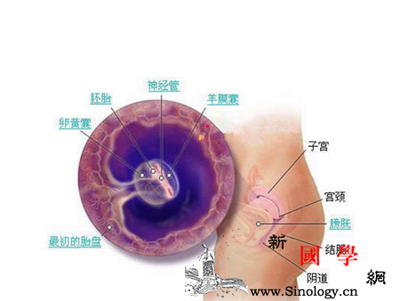 怀孕6周没有卵黄囊正常吗_胚囊-胚层-卵黄-受孕-