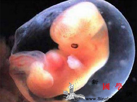 怀孕7周胎儿有多大_孕吐-胎教-胚胎-胎儿-