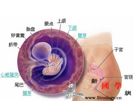 怀孕7周胚芽多大正常_胚芽-复查-孕期-孕妇-