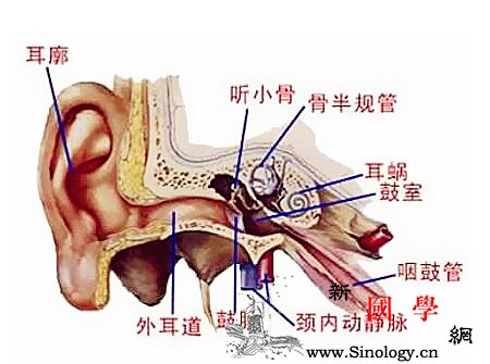 小儿耳膜穿孔是什么原因_外耳道-鼓膜-鼻腔-穿孔-