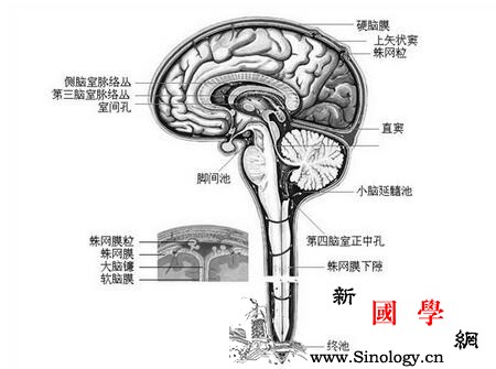 小儿脑积水手术后遗症_流管-脑室-脑积水-脑脊液-