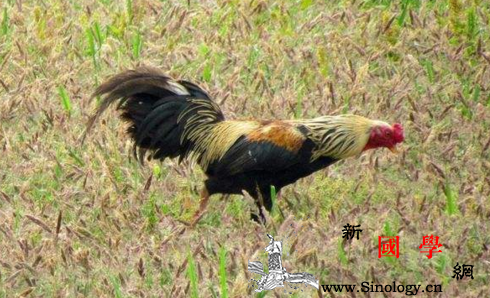 孩子吃小公鸡长个子吗_鸡腿-红椒-党参-红枣-