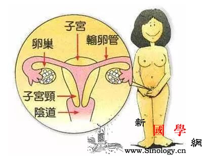 精子和卵子是如何相爱的？精卵结合大揭秘_卵泡-输精管-输卵管-卵子-怀孕准备