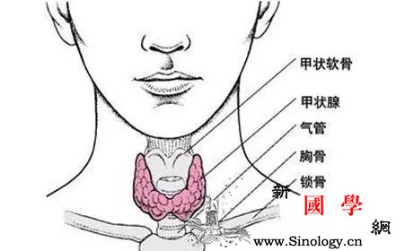 甲亢和甲减是什么是怎么导致女性不孕的？_甲亢-甲状腺-代谢-激素-孕前检查