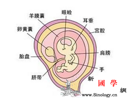 怀孕9周胎儿发育情况_胎盘-胎教-胎儿-孕妇-