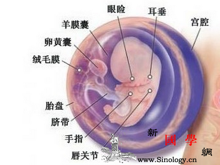 怀孕9周胎儿有多大_头发-腰围-浮肿-胎儿-