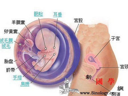怀孕9周子宫有多大_肚脐-子宫-个月-孕妇-