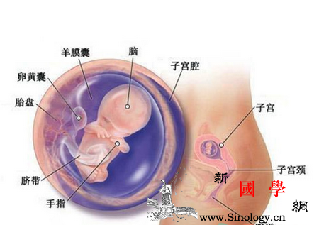 怀孕10周胎儿发育情况_红血球-胎盘-胎儿-器官-