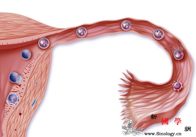 应该在什么时候检查输卵管是否堵塞？_输卵管-排卵-盆腔-通畅-怀孕准备