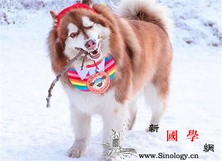 2017年冬至宝宝可以玩雪吗?2017年冬至_北半球-直射-冬至-白昼-