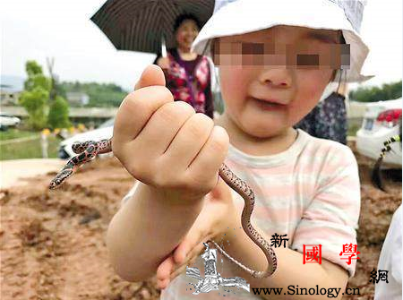 捉毒蛇让女儿把玩这样真的好吗_漠河-赤练蛇-告诉记者-毒蛇-