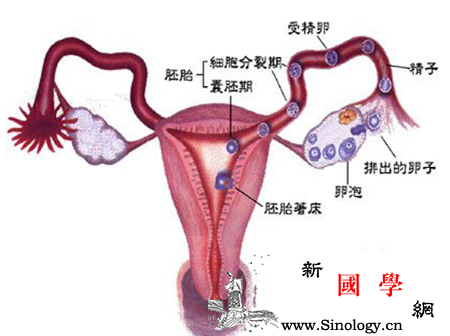 宫外孕是怎么引起的_纤毛-受精卵-着床-宫外孕-