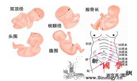 胎儿双顶径标准男女_股骨-胎儿-值为-公式-