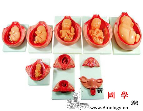 怀孕两个月胎儿大小_羊膜-叶酸-胚胎-摄入-