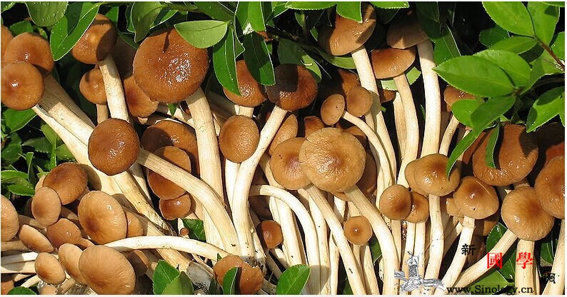 宝宝可以吃茶树菇吗多大吃最好_多糖-粪便-氨基酸-含有-