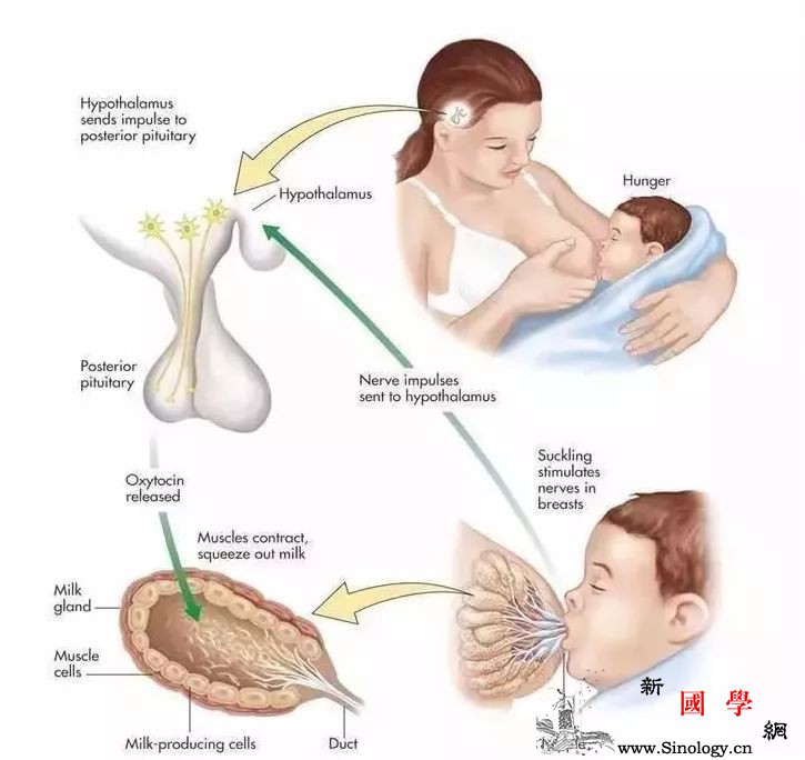 哺乳期乳腺炎怎么办？_乳腺炎-吸吮-喂奶-乳汁-