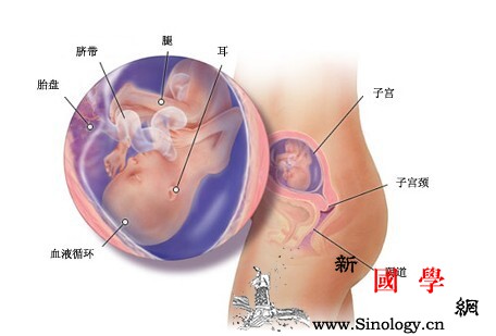 32周胎儿发育标准_烧心-胎动-脐带-头发-