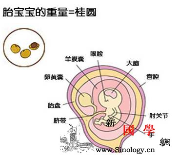 孕期40周完全指导（第8周）_卵黄-文胸-胎儿-乳房-