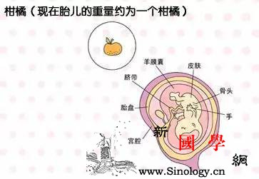 暖医孕期40周完全指导（第11周）_烧心-会有-胎儿-横膈膜-